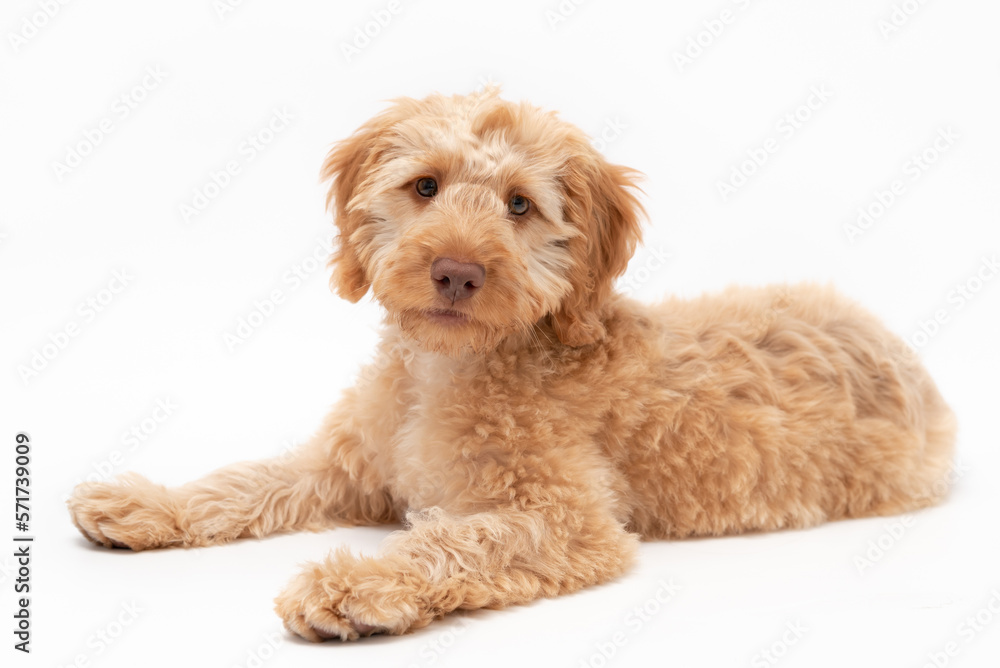 A golden cockapoo puppy isolated against a white background A golden cockapoo puppy isolated against a white background
