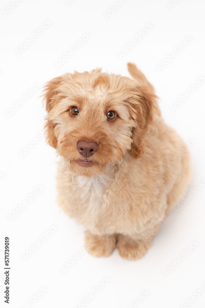 A golden cockapoo puppy isolated against a white background