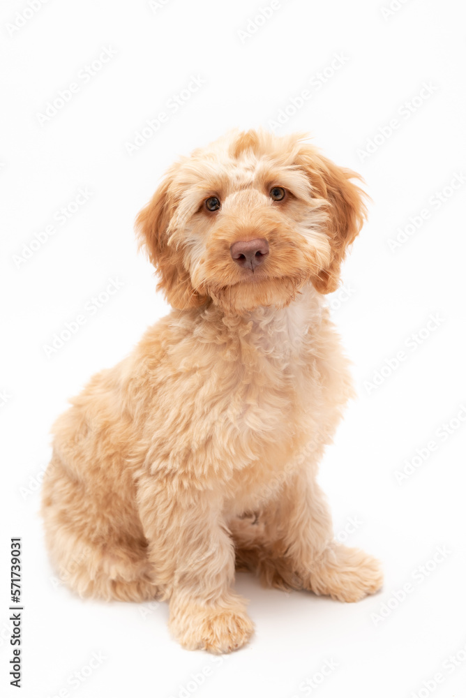 A golden cockapoo puppy isolated against a white background A golden cockapoo puppy isolated against a white background