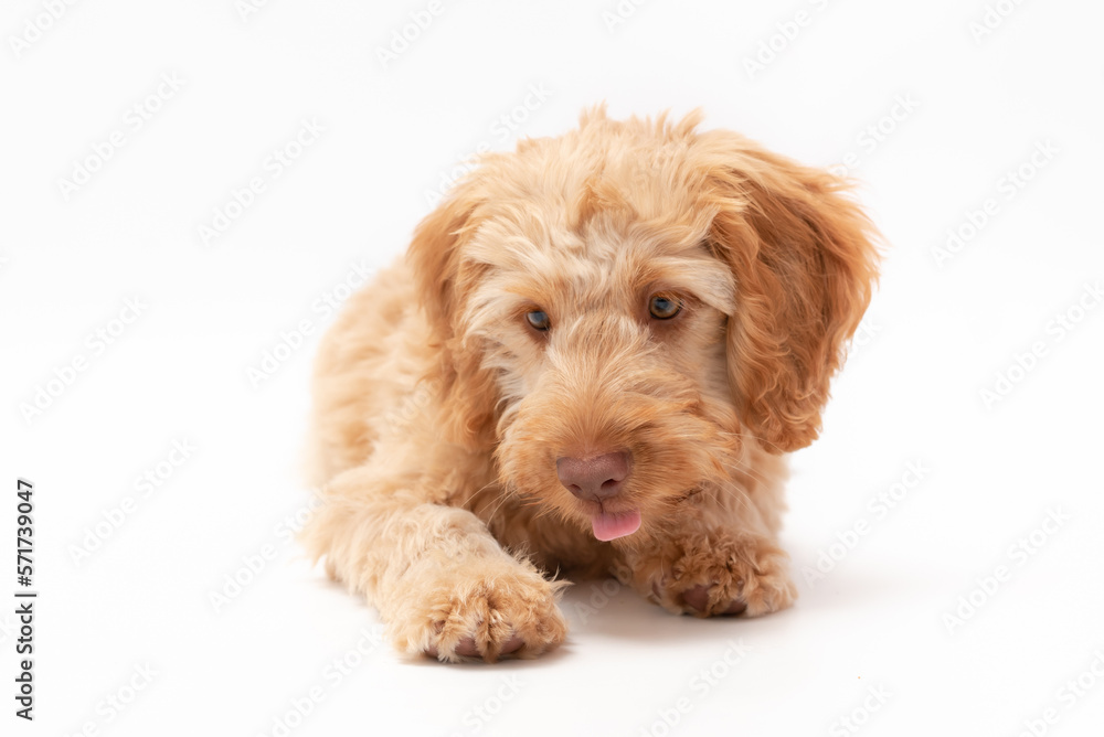 A golden cockapoo puppy isolated against a white background A golden cockapoo puppy isolated against a white background
