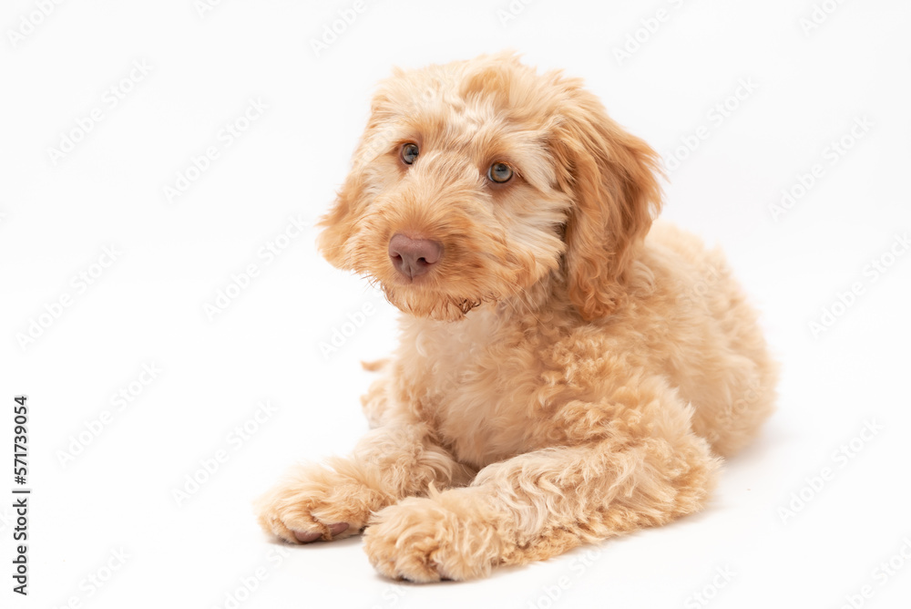 A golden cockapoo puppy isolated against a white background