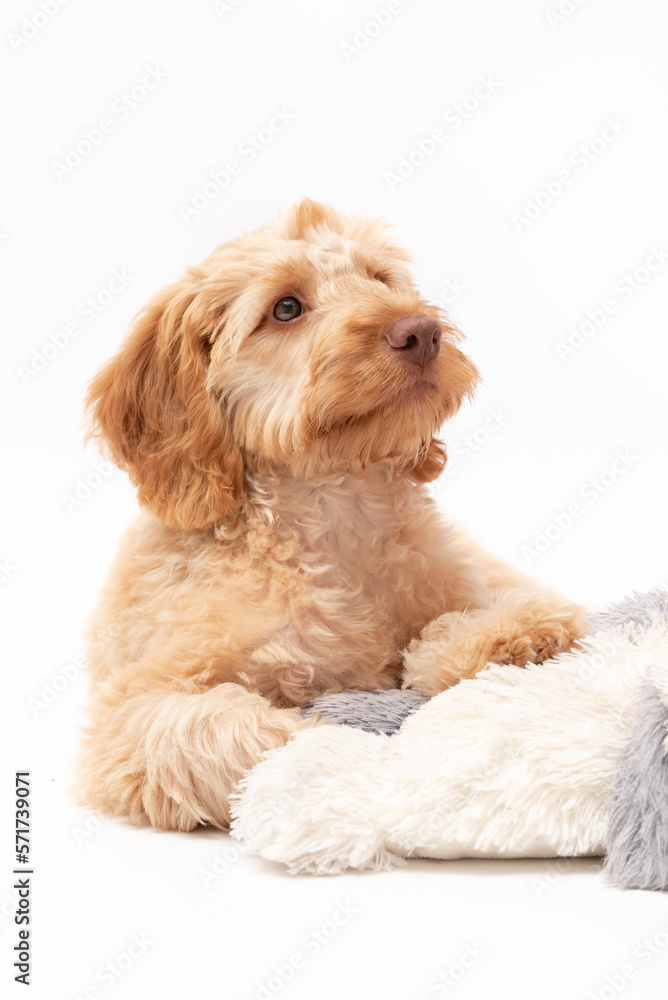 A golden cockapoo puppy isolated against a white background A golden cockapoo puppy isolated against a white background
