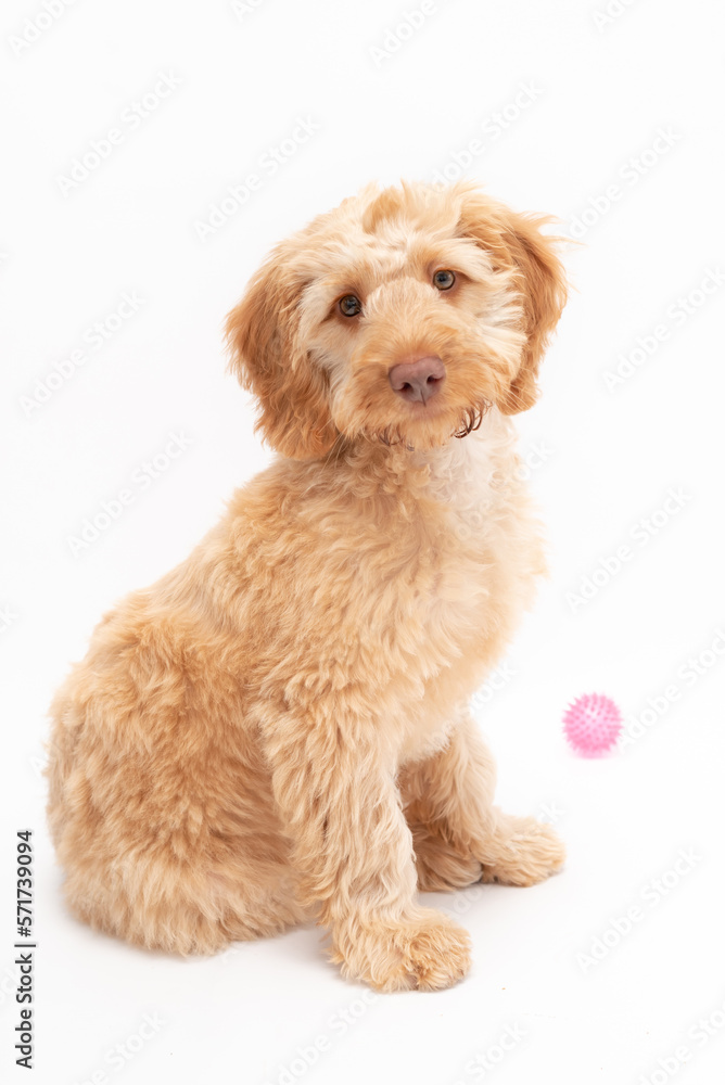 A golden cockapoo puppy isolated against a white background