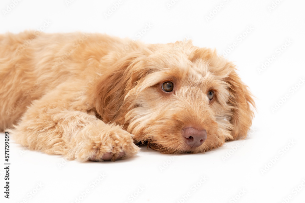 A golden cockapoo puppy isolated against a white background A golden cockapoo puppy isolated against a white background
