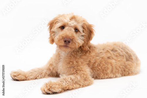 A golden cockapoo puppy isolated against a white background