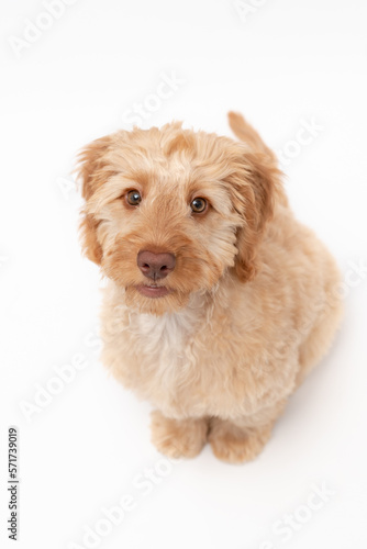 A golden cockapoo puppy isolated against a white background