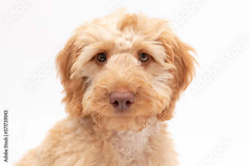 A golden cockapoo puppy isolated against a white background