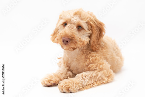 A golden cockapoo puppy isolated against a white background © Life in Pixels