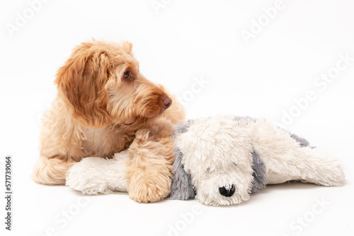 A golden cockapoo puppy isolated against a white background
