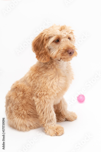A golden cockapoo puppy isolated against a white background