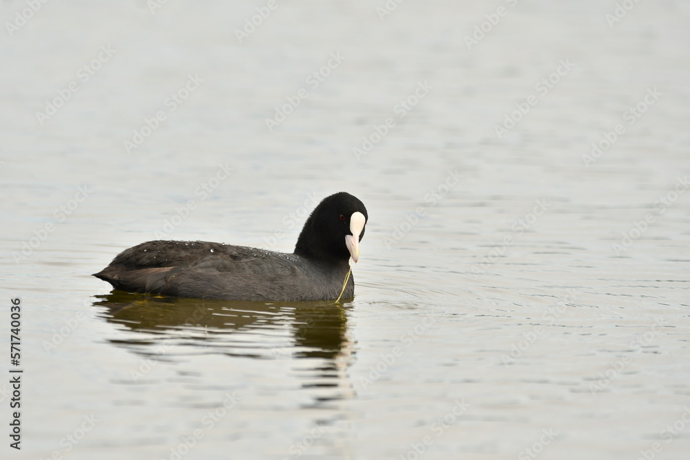 Fototapeta premium FOCHA COMÚN