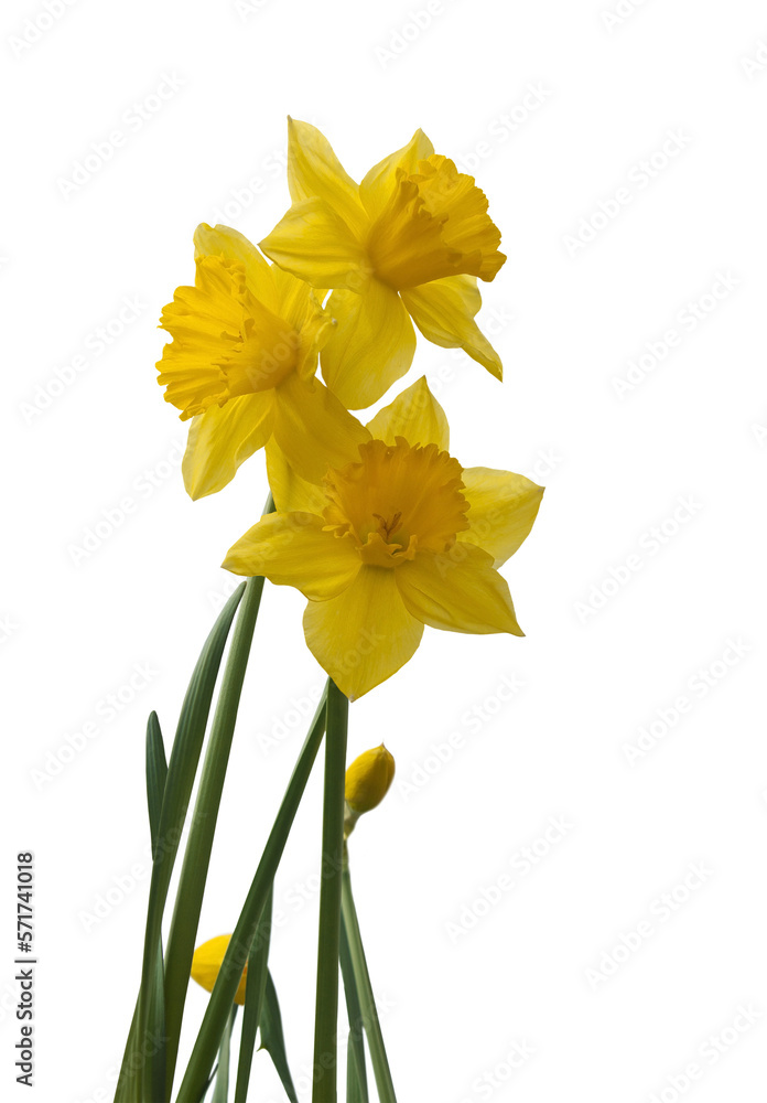 Isolated daffodils Isolated daffodils