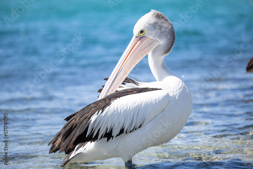 Pelican relaxing at marina by the seaside close up