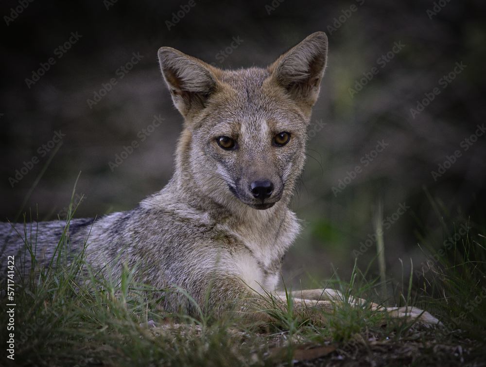 Fototapeta premium Zorro en la hierba detalle