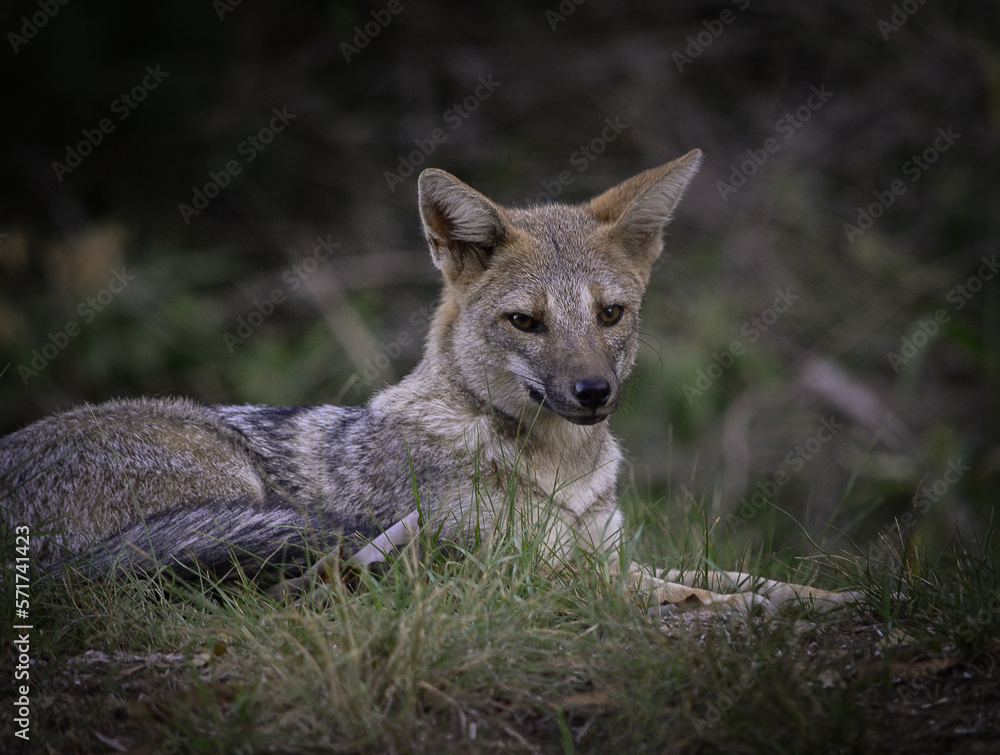 Zorrito en el pasto 