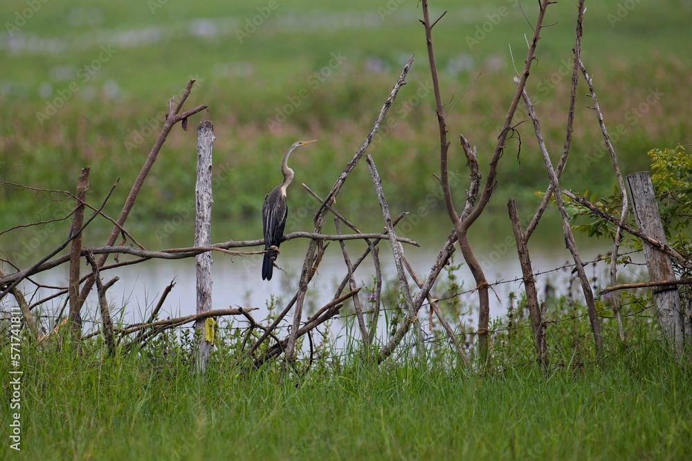 Oriental darter (Anhinga melanogaster) or snake bird catching fish in water lake. Anhinga Rezavá Oriental darter (Anhinga melanogaster) or snake bird catching fish in water lake. Anhinga Rezavá