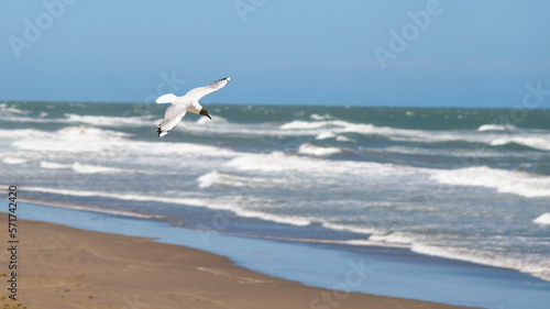 Bird flying over the beach