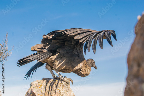 condor andino aleteando en una roca 