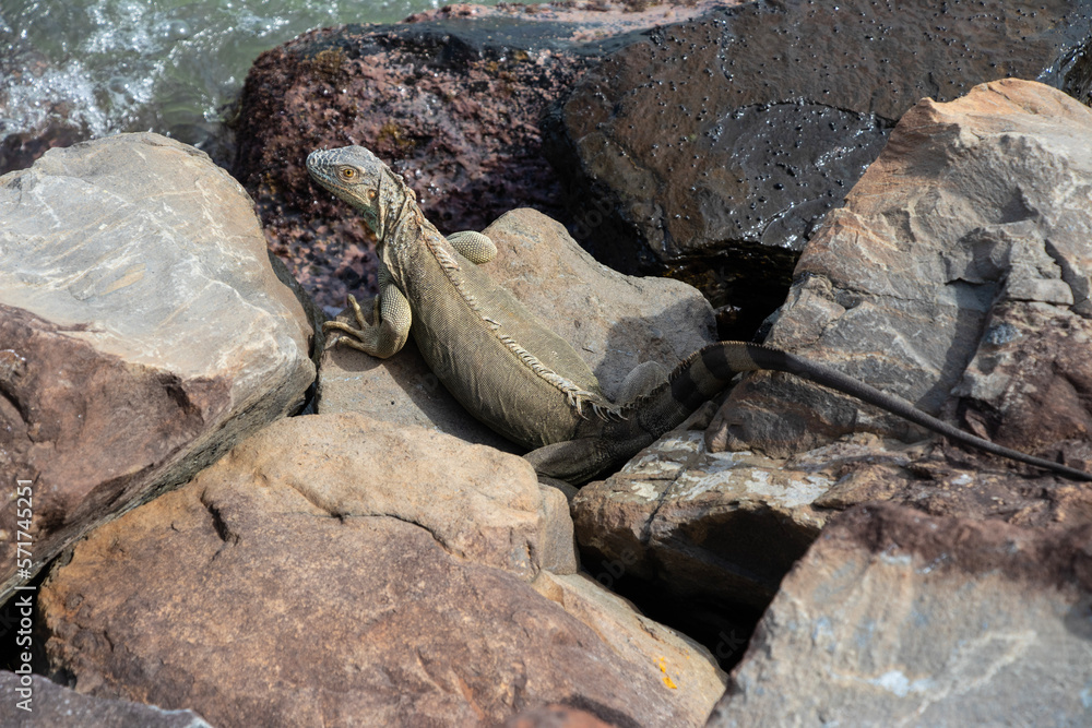 Rhinoceros Iguana South America Rhinoceros Iguana South America