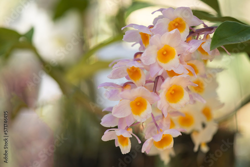 Dendrobium lindleyi orchid on nature bokeh background.เ photo