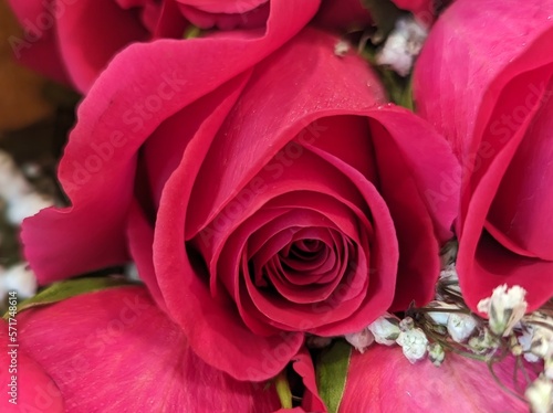close up of bright pink garden roses