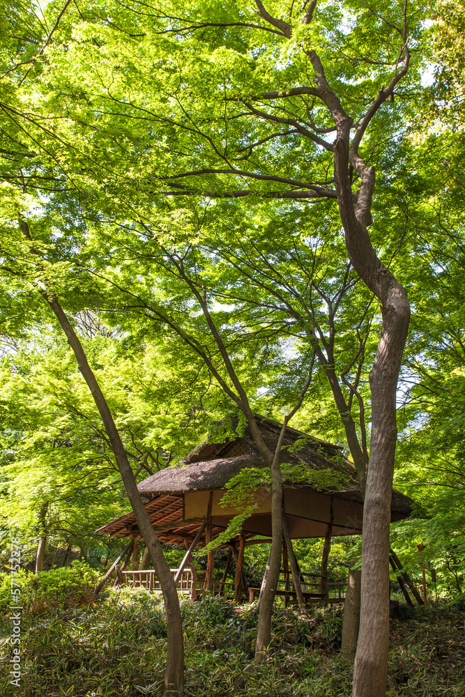 六義園, ツツジ茶屋, 春