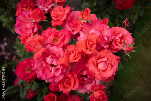 Roses, Gardening © Janelle