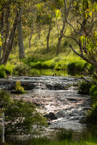 Meldrum Creek near, Dorrigo, New South Wales