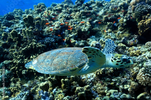 big sea turtle underwater photo, fish clingers, symbiosis ecosystem