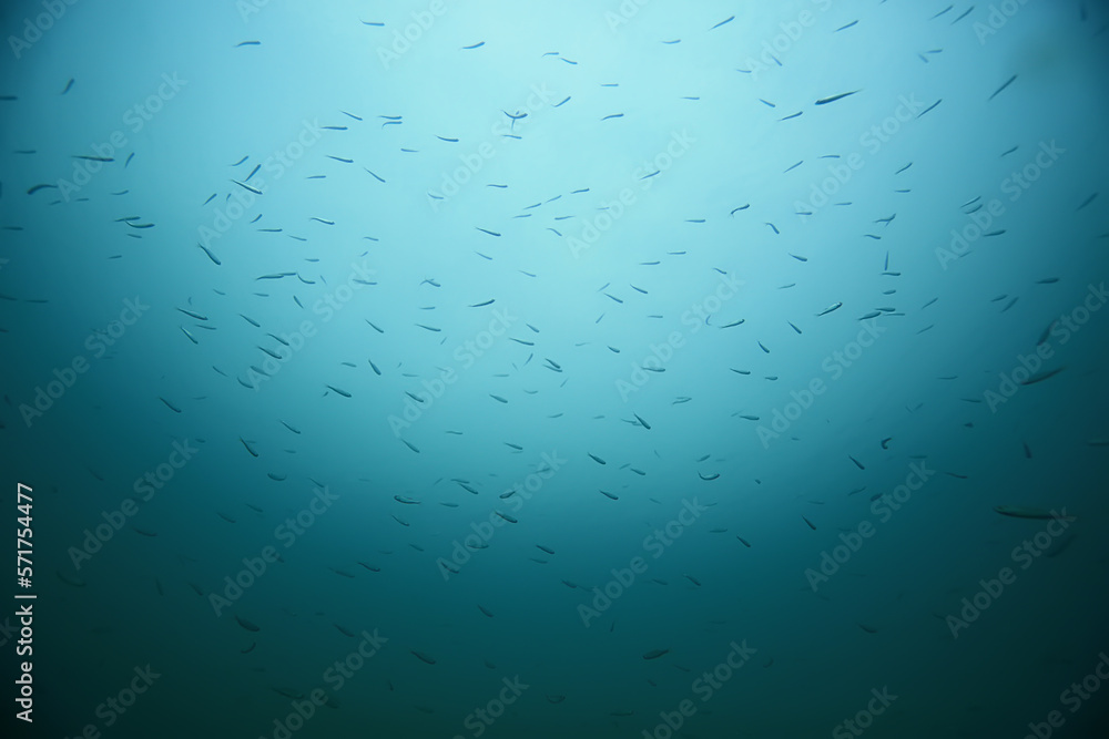 flock of anchovy small fish in cold water underwater background Stock