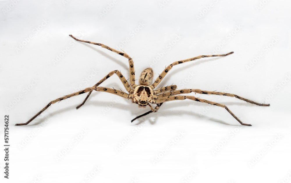 The Huntsman spider - Heteropoda venatoria on a white wall at a village house, Thailand The Huntsman spider - Heteropoda venatoria on a white wall at a village house, Thailand