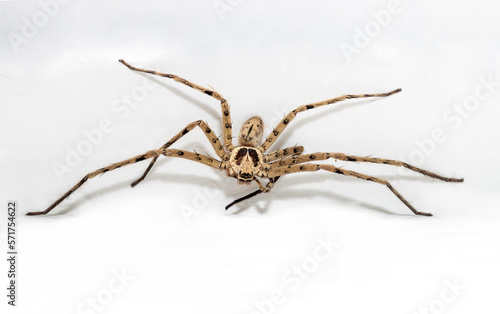 The Huntsman spider - Heteropoda venatoria on a white wall at a village house, Thailand