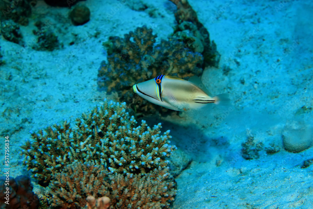 Fototapeta premium tropical fish on a coral reef underwater wildlife
