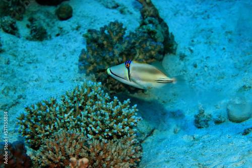 tropical fish on a coral reef underwater wildlife