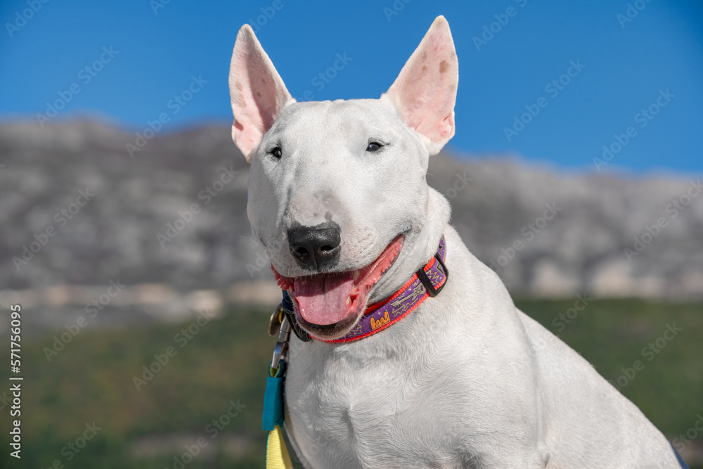 Portrait of happy white bull terrier against the backdrop of colorful landscape of nature smiles joyfully eccentric with his mouth open. Optimist positive attitude. Pet with funny emotional expression