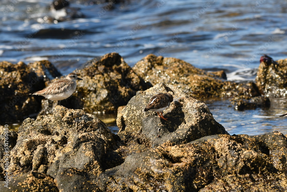 Obraz premium VUELVEPIEDRAS