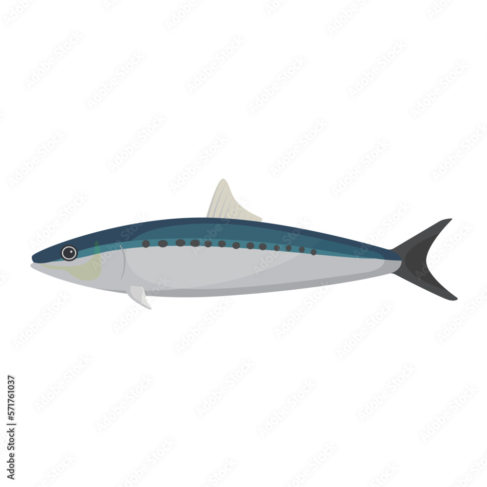 Vector illustration of sardine on a white background. Vector illustration of sardine on a white background.