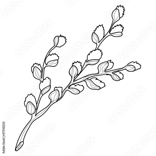 Pussy willow branch on white background