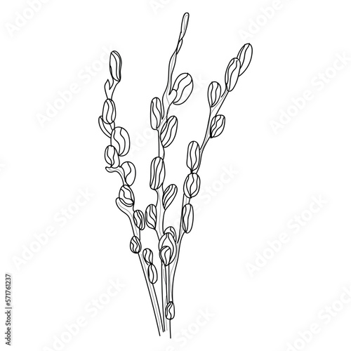 Pussy willow branches on white background