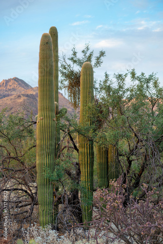 Saguaro cactus with grasses and trees with visible mountains in the blue sky outdoor back country in tuscon arizona