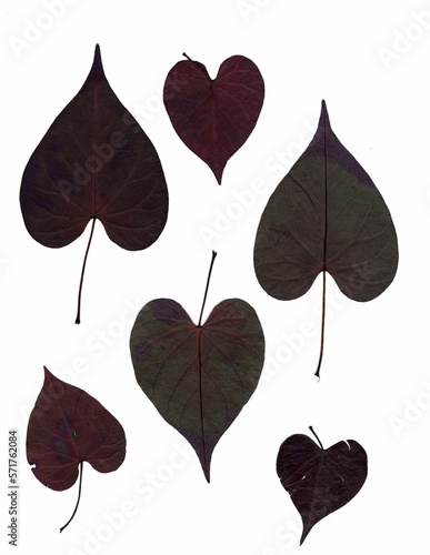 Set of heart shaped leaves - reverse side   Scanned pressed decorative plants
