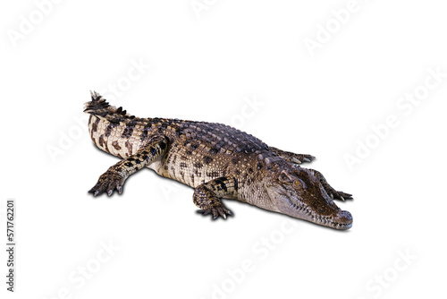 The crocodile s head and body have strong front legs. . On a white background.with