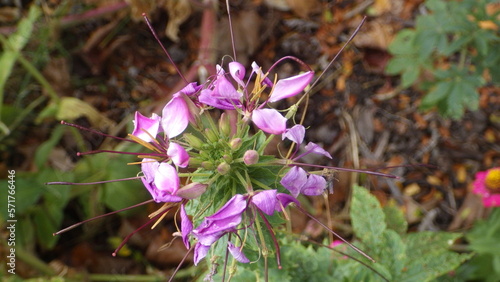 flowers in spring