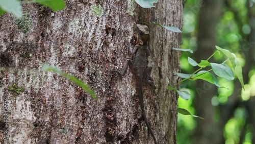 Female Boyd's forest dragon eating an ant on a tree trunk photo