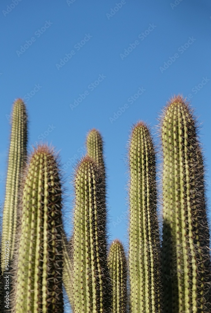 Group of giant cactus against a clear blue sky