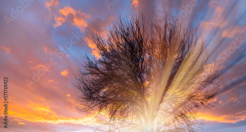 Lone dead tree at amazing sunset  sun rays in the background