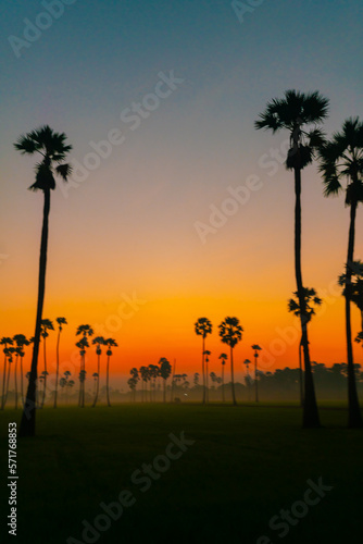 Marning sunrise in rice plantation field with coconut palm tree colorful sky