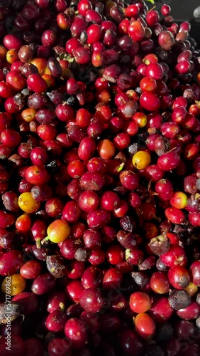 Vertical video - Processing cherry arabica coffee, freshly harvested, Chiriqui, Panama