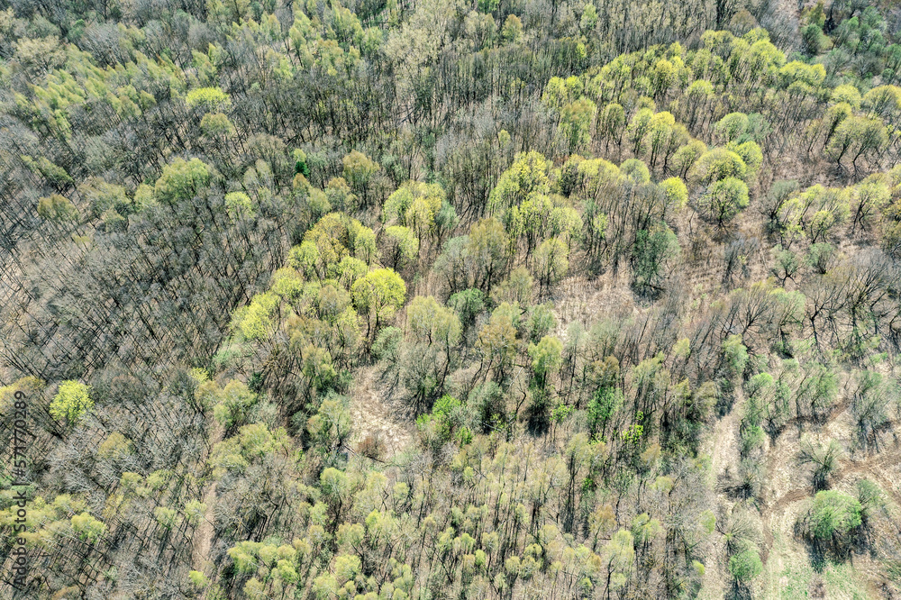 aerial view of trees in forest with fresh new foliage on spring sunny day