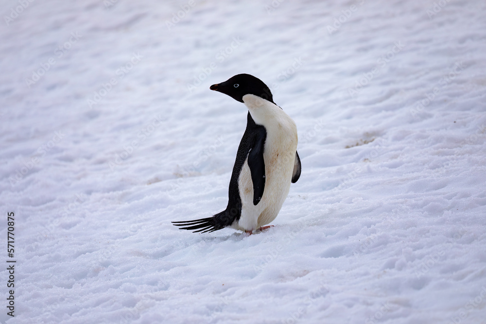 Obraz premium An Adelie Penguin in Antarctica looks over its shoulder